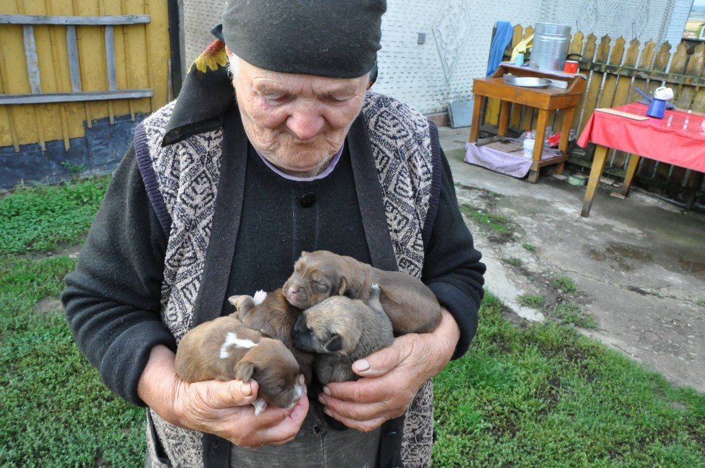 Bunica nu mai putea de dragul cățeilor când a fătat Rita. Le-a amenajat un culcuș cald, mereu trecea pe la ei să-i controleze. I-a dat, că nu-i putea ține pe toți, dar cu părere de rău. A rămas numai cu rex și cu Rita. Iar acum numai cu Rex.